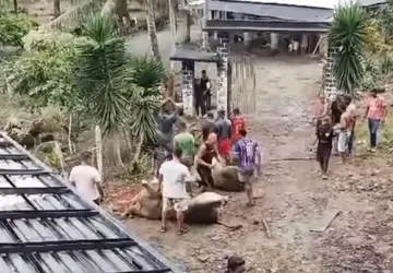 Caminhão tomba e carne é furtada na Bahia; vídeo mostra ataque de boi sobrevivente contra saqueadores