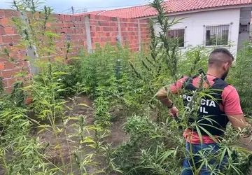 Polícia Civil erradica plantação de maconha em Feira de Santana; homem foi preso em flagrante