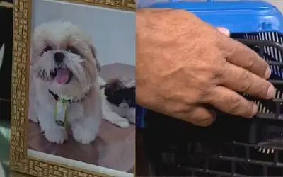 Cachorro morre após ser esquecido em carro de petshop em Vitória da Conquista