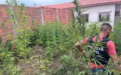 Polícia Civil erradica plantação de maconha em Feira de Santana; homem foi preso em flagrante